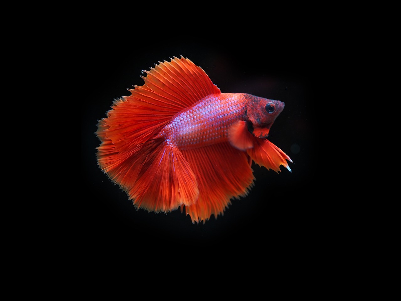 female betta